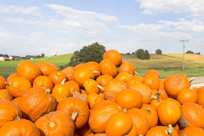 View of pumpkins in farm against sky