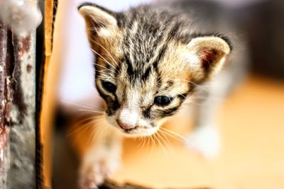 Close-up of kitten