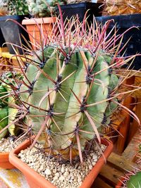 High angle view of potted cactus plant