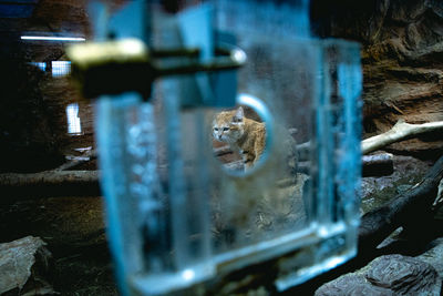 Portrait of cat seen through metal