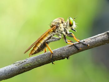 Close-up of insect perching on leaf