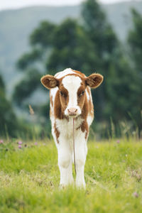 Portrait of horse standing on field