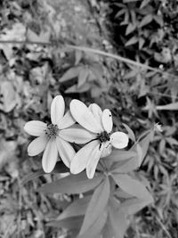 Close-up of white flowering plant on field