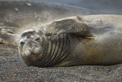 Close-up of animal resting on beach