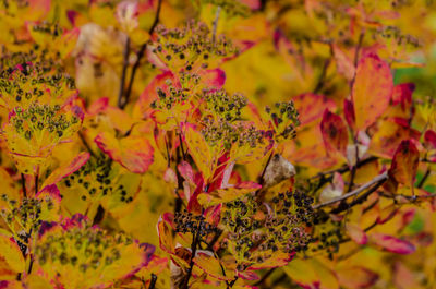 Close-up of yellow flowering plant