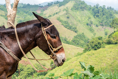 Side view of brown donkey against mountain