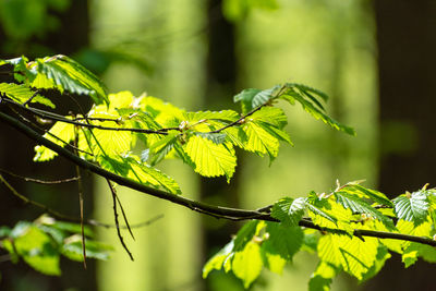 A branch of green hazel highlighted with sunlight