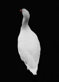 Bird on white background