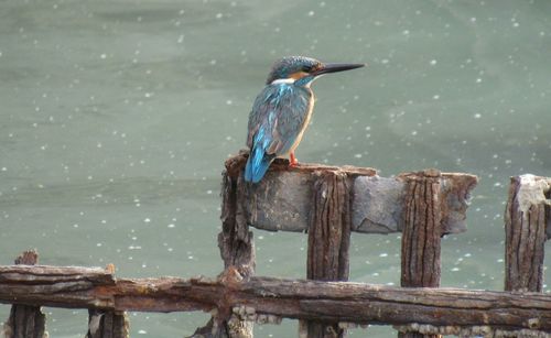 Kingfisher on railing against river