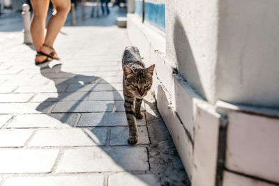 Brown stray cat walking on sidewalk