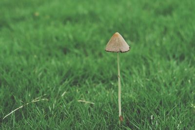 Close-up of mushroom growing on grassy field