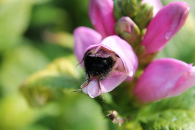 Close-up of insect on pink flower