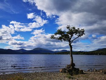 Everyone loves a lone tree