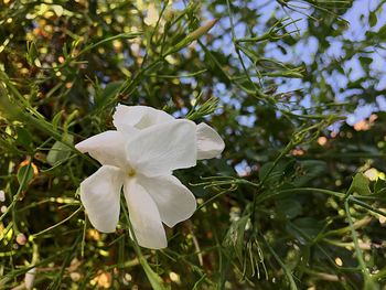 Close-up of white flower