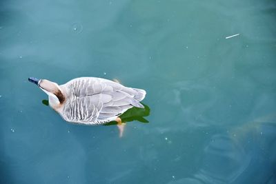 High angle view of duck swimming in lake