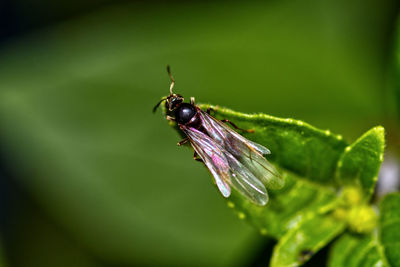 Close-up of insect on purple flower