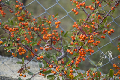 Buckthorn close-up, autumn orange berry