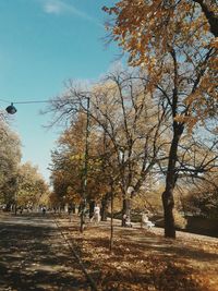 Bare trees in autumn