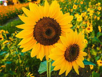 Close-up of yellow sunflower in field