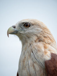 Close-up of a bird against clear sky