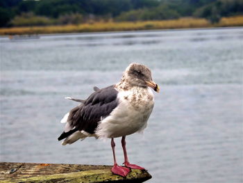 Close-up of seagull perching on shore