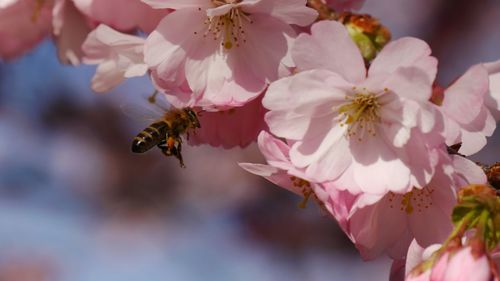 Close-up of bee pollinating on pink cherry blossoms 