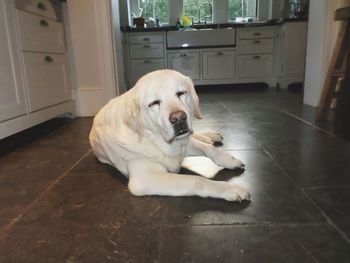 Dog lying on floor