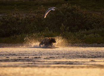 Brown bear running in backlight in river bank to catch salmon with seagull above him