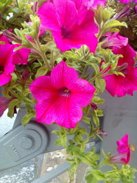 High angle view of pink flowering plant