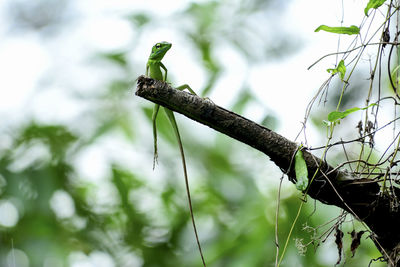 Close-up of branch against blurred background