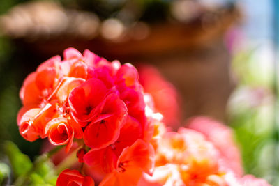 Close-up of pink flower against blurred background