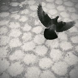 Close-up of bird on wall