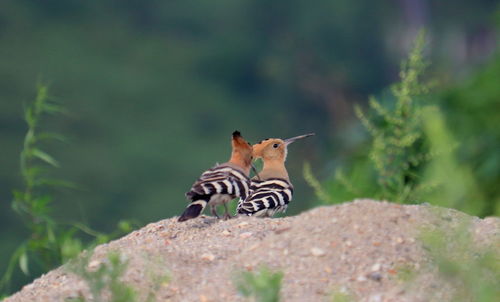 View of a bird on rock