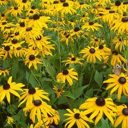 Yellow flowers blooming on field