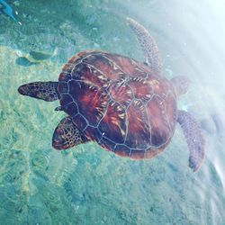 High angle view of turtle in sea