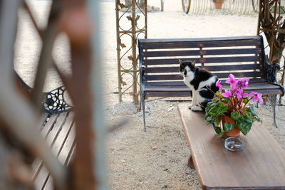 Portrait of a cat in a flower pot