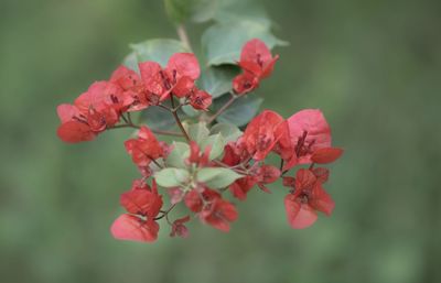 Close-up of red flowering plant