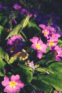 Close-up of pink flowering plants