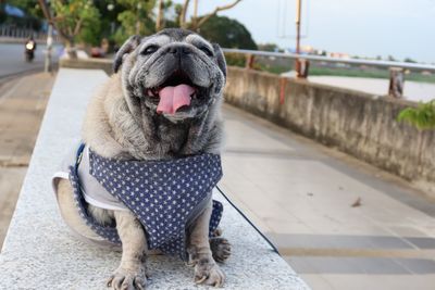 Close-up of a dog