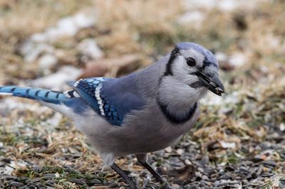 Close-up of blue jay on land