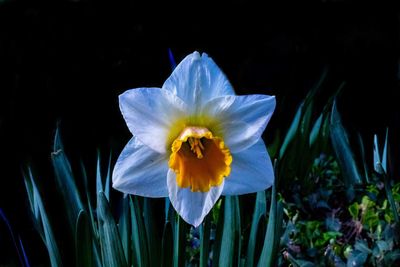 Close-up of white daffodil flower