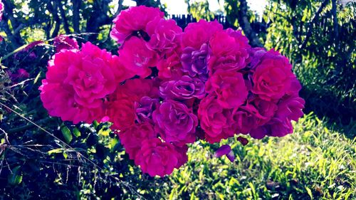 Close-up of pink flowers