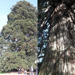 Low angle view of tree against sky