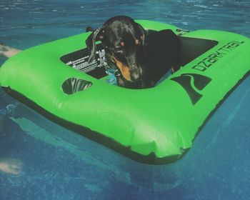 High angle view of dog swimming in pool