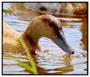 Close-up of duck swimming in lake