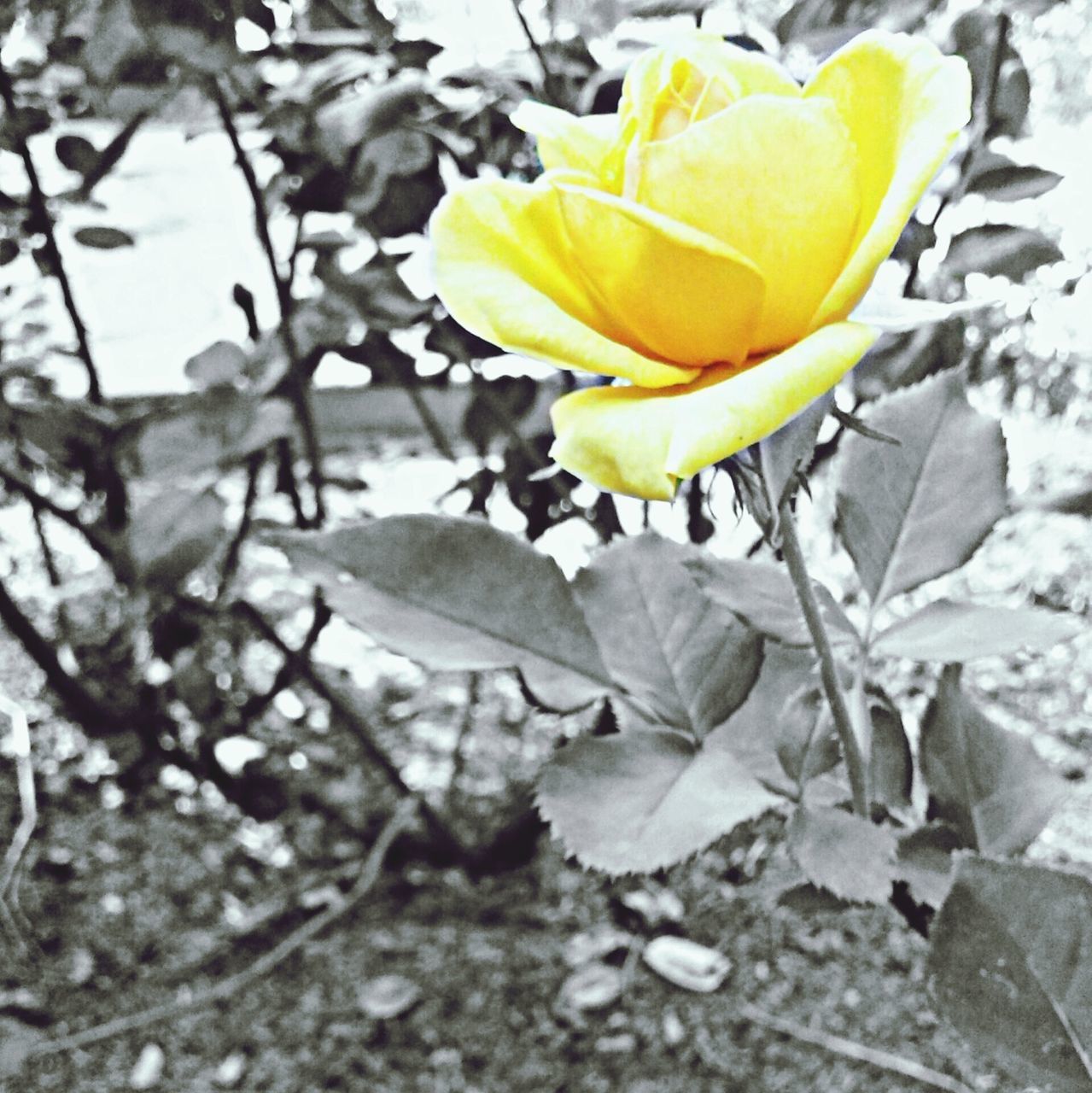 flower, petal, yellow, fragility, freshness, flower head, growth, beauty in nature, close-up, nature, leaf, plant, blooming, single flower, focus on foreground, season, in bloom, blossom, outdoors, day