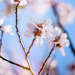 Close-up of apple blossoms in spring