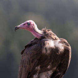 Close-up of vulture