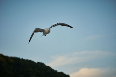 Low angle view of seagull flying in sky
