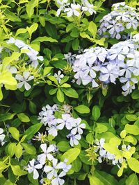 High angle view of hydrangea blooming outdoors